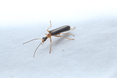 Podabrus brunnicollis