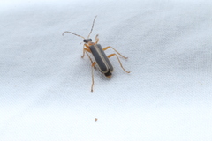 Podabrus brunnicollis