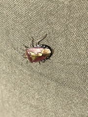Dolycoris baccarum