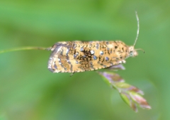 Olethreutes ferrolineana