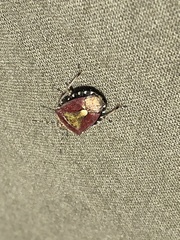 Dolycoris baccarum