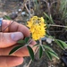 Crotalaria decaryana - Photo (c) Damon Tighe,  זכויות יוצרים חלקיות (CC BY-NC), הועלה על ידי Damon Tighe