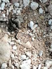 Lagocheirus araneiformis