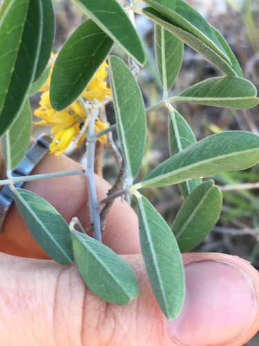 Crotalaria decaryana image