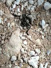 Lagocheirus araneiformis