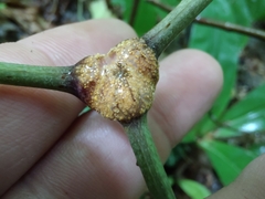 Puccinia actaeae-elymi
