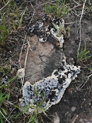 Bjerkandera adusta