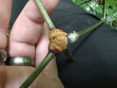 Puccinia actaeae-elymi