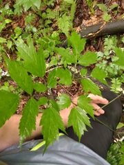 Puccinia actaeae-elymi