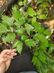 Puccinia actaeae-elymi