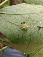 Puccinia actaeae-elymi
