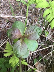 Lysimachia europaea