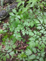 Puccinia actaeae-elymi