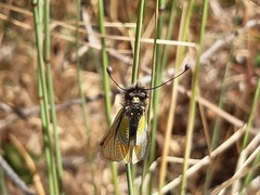 Libelloides baeticus
