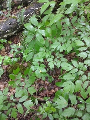 Puccinia actaeae-elymi