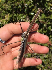 Tenodera superstitiosa