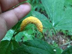 Puccinia actaeae-elymi