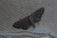 Idaea tineata