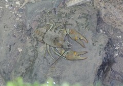 Austropotamobius pallipes