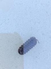 Armadillidium vulgare