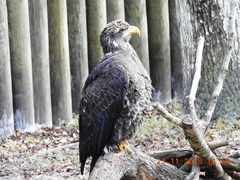 Haliaeetus