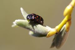 Chrysomela aeneicollis