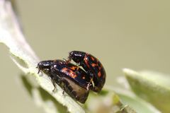Chrysomela aeneicollis