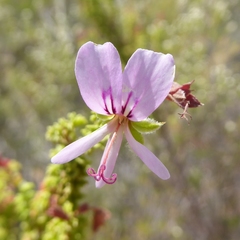 Pelargonium crispum