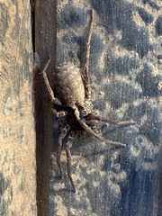 Ctenus gulosus