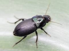 Harpalus dimidiatus