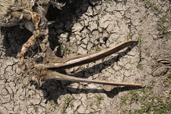 Pelecanidae