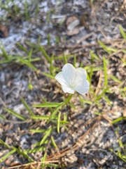 Stylisma patens angustifolia