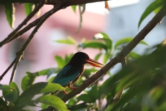 Halcyon smyrnensis