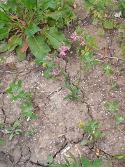 Silene flos-cuculi
