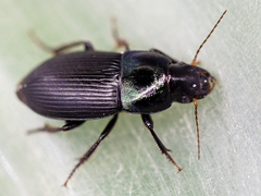 Harpalus dimidiatus