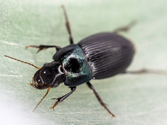 Harpalus dimidiatus