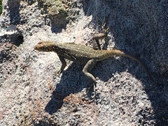 Oplurus quadrimaculatus