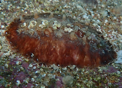 Acanthochitona hemphilli