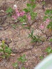 Silene flos-cuculi