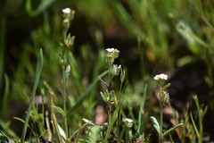 Plagiobothrys scouleri