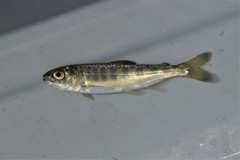 Chinook Salmon photo 3