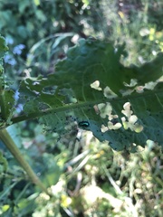 Gastrophysa cyanea