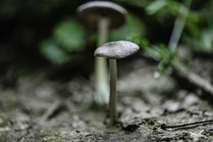 Pluteus salicinus
