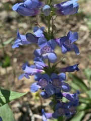 Penstemon cyananthus