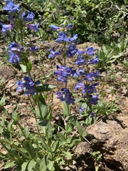 Penstemon cyananthus