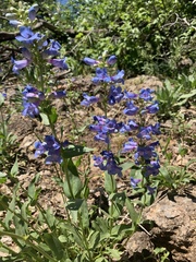 Penstemon cyananthus
