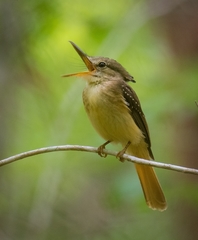 Royal Flycatcher photo 2