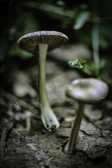 Pluteus salicinus