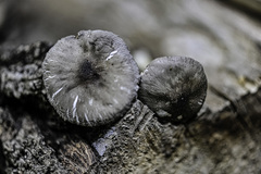 Pluteus salicinus