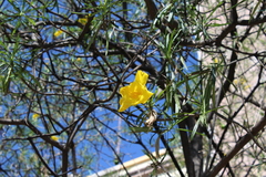 Cascabela thevetioides